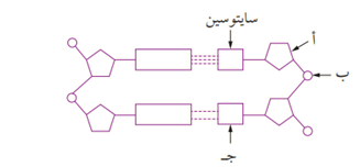 قطعة من جزيء DNA