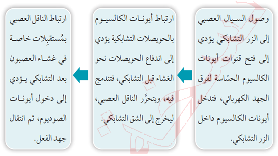 عملية انتقال السيال العصبي في منطقة التشابك العصبي
