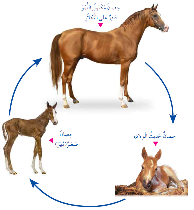 دورة حياة الحصان