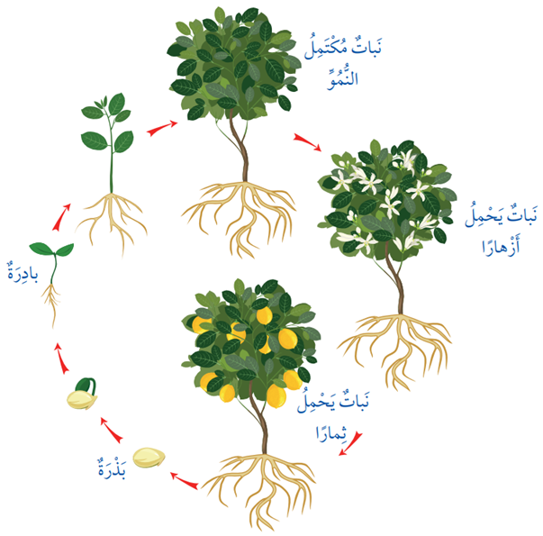 دورة حياة الليمون