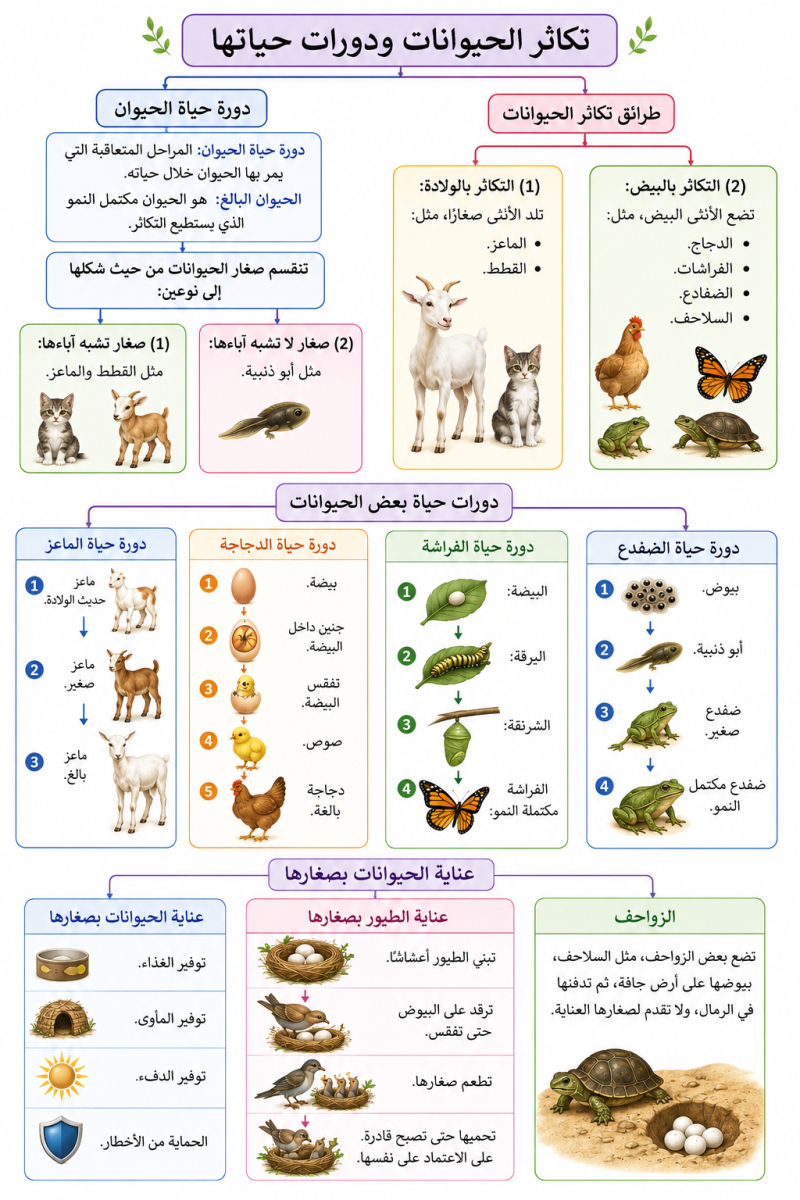 تكاثر الحيوانات ودورات حياتها