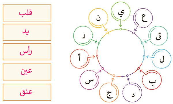 أسماء خمسة أعضاء في جسم الإنسان