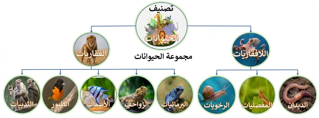 تقسم الحيوانات إلى فقاريات ولافقاريات الفقاريات واللافقاريات