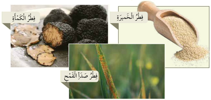 دور الفطريات في حياة الإنسان