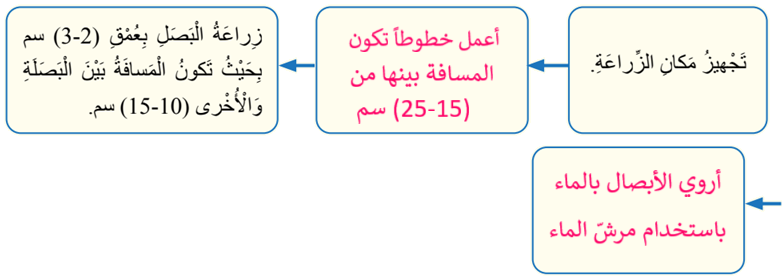 زراعة البصل زراعة البصل