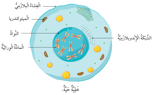 مكونات الخلية