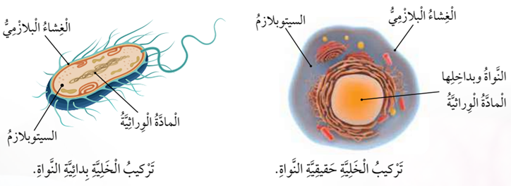 أنواع الخلايا بحسب وجود النواة
