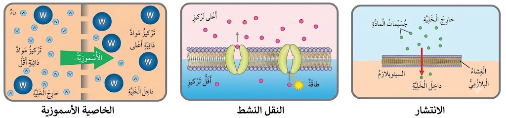 طرق انتقال المواد عبر الغشاء البلازمي طرق انتقال المواد عبر الغشاء البلازمي