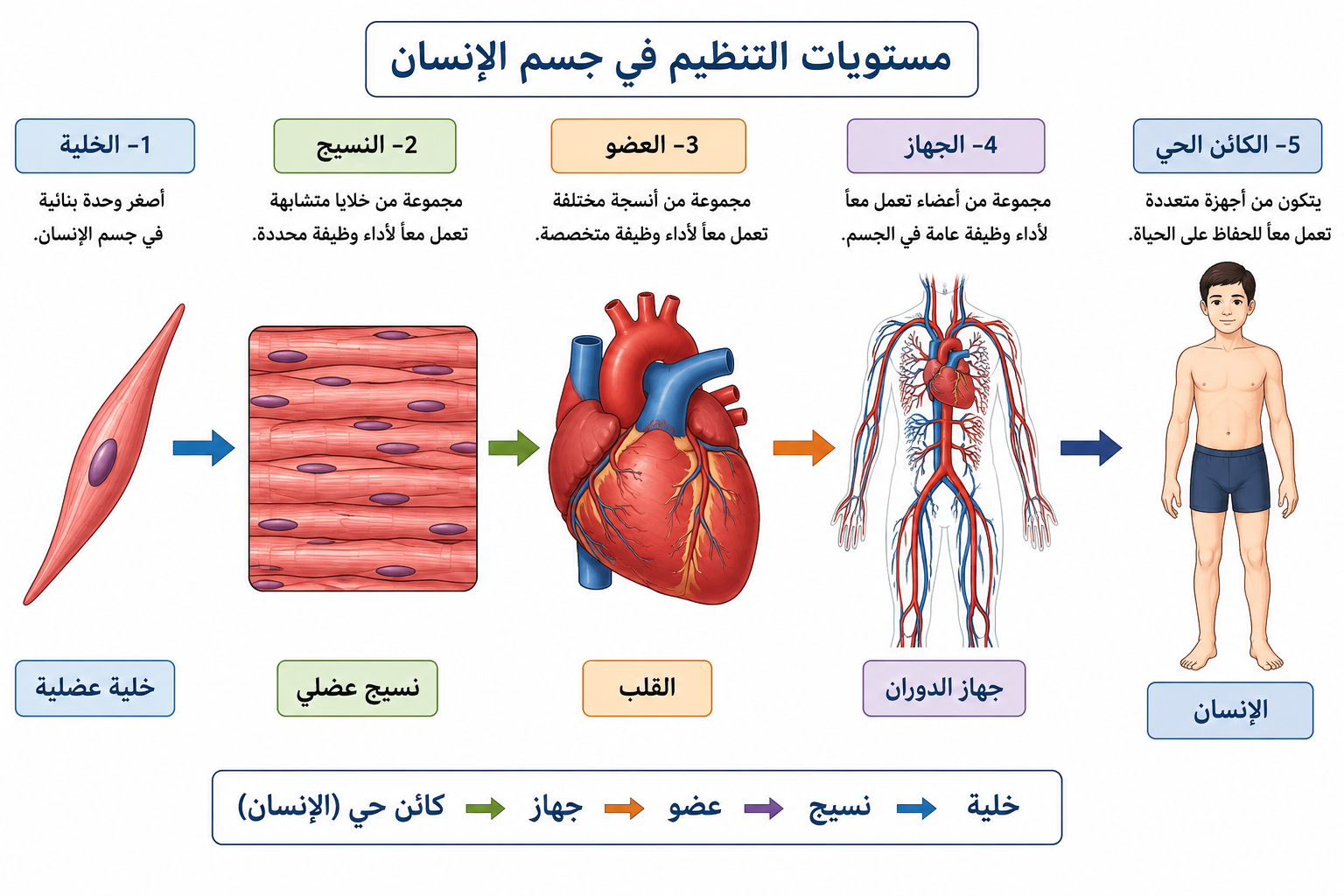 مستويات التنظيم في جسم الإنسان
