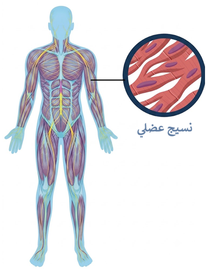 النسيج العضلي في الإنسان