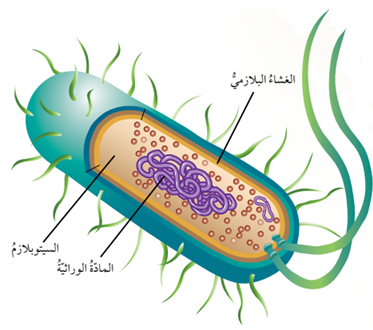 الخصائص العامة للبكتيريا الخصائص العامة للبكتيريا