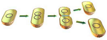 الانشطار الثنائي الانشطار الثنائي