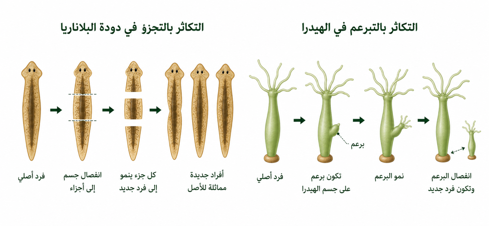 التكاثر في البلاناريا والهيدرا التكاثر في البلاناريا والهيدرا