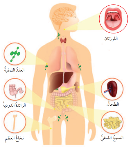 أجزاء الجسم التي تؤدي دورًا في المناعة