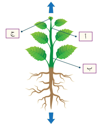 أماكن وجود بعض أنواع الأنسجة المولدة