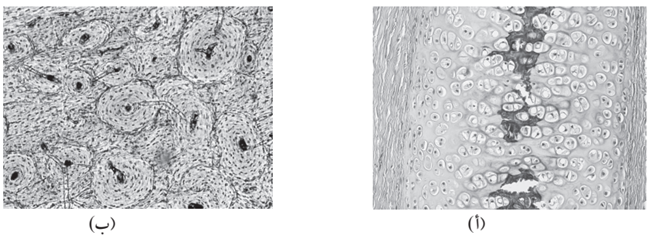  نوعين من الأنسجة الضامة المتخصصة
