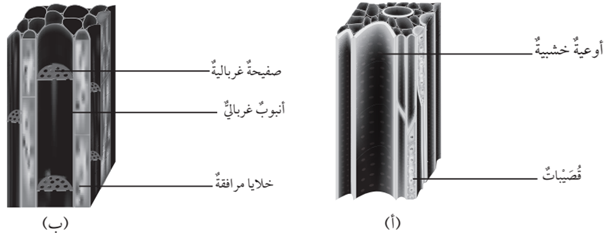 نوعين من الأنسجة الوعائية في النباتات
