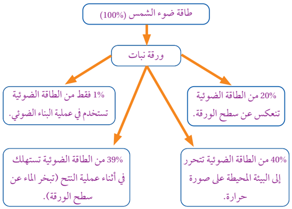 مخططاً يوضح ما تحصل عليه ورقة النبات من طاقة مخططاً يوضح ما تحصل عليه ورقة النبات من طاقة