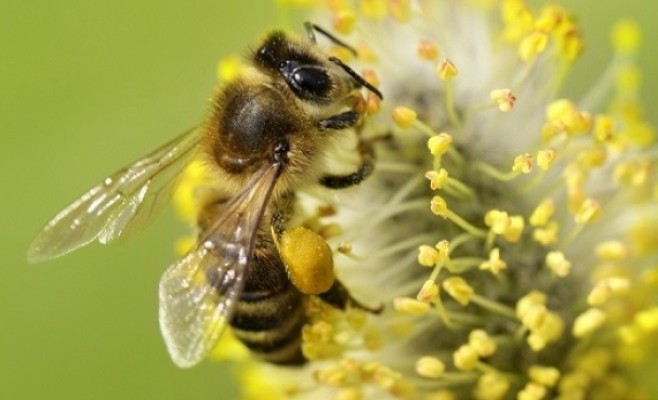 حينما يبحث النحل عن 